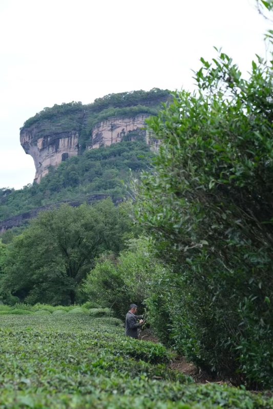 武夷山採茶了  此刻，武夷山進入一年之中最忙碌的時節。