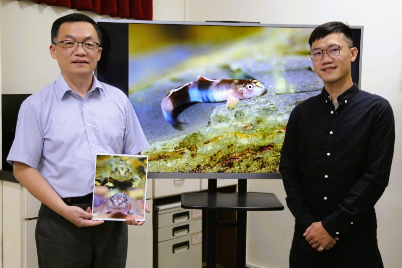 中山大學發現「紋面韌鰕虎」新種魚命名致敬原民紋面文化